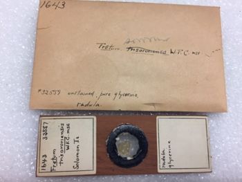 Media type: image; Malacology 32551 Description: 32551_Fretum_sororum_microscope _slide_1643;